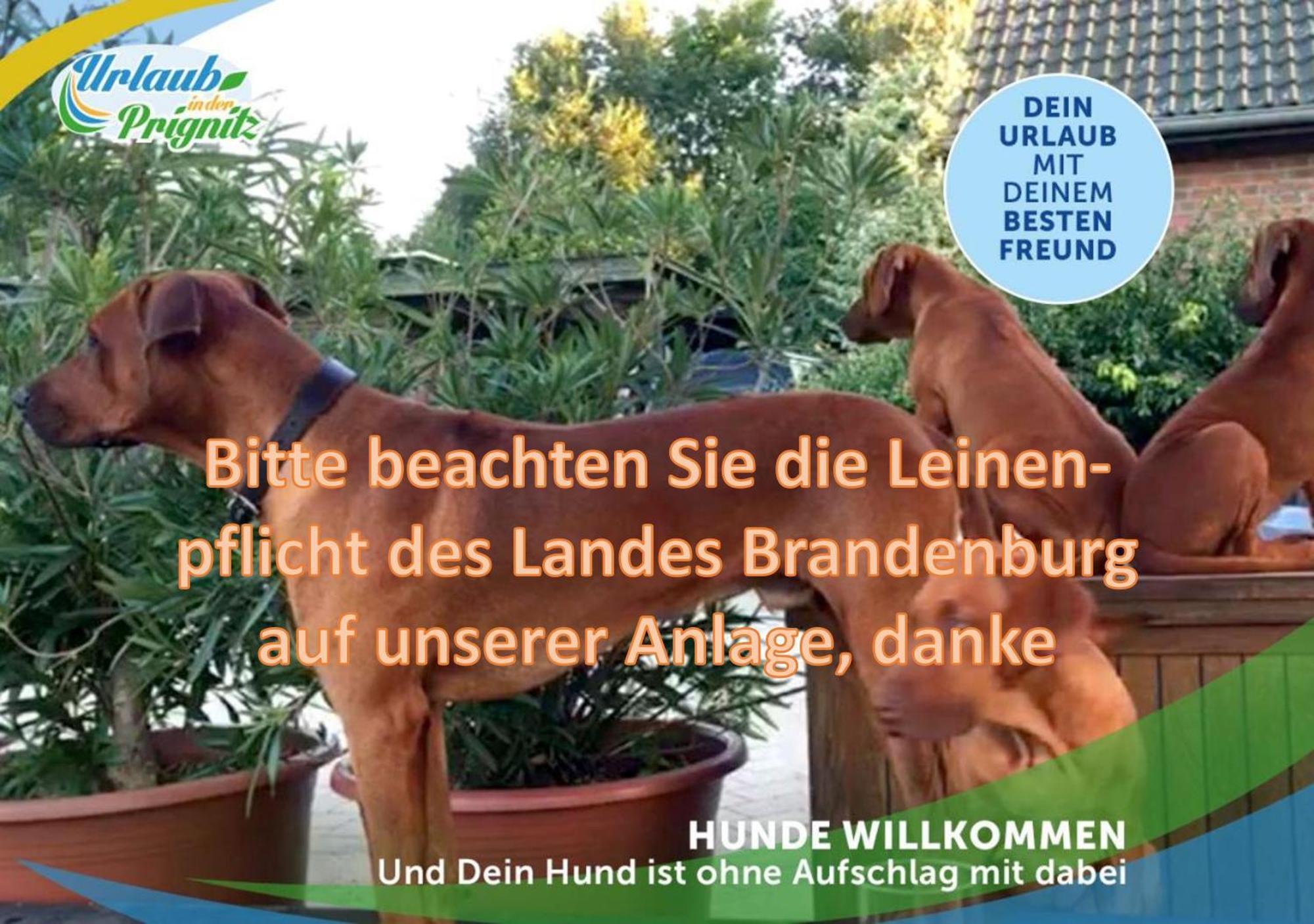 Jagd-Angler-Suite-04-Im-Wald-Am-See Kyritz Esterno foto
