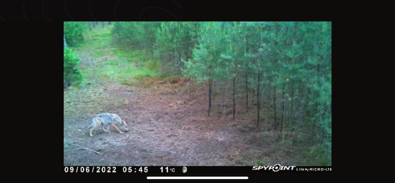 Jagd-Angler-Suite-04-Im-Wald-Am-See Kyritz Esterno foto